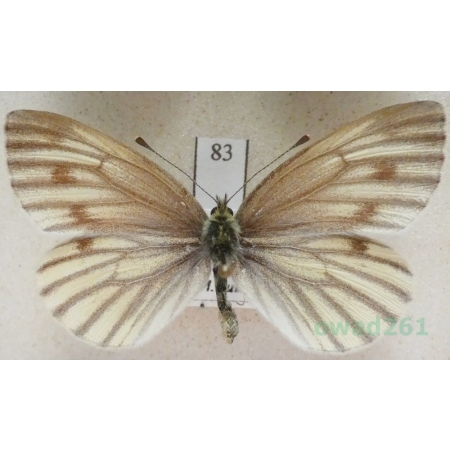 Pieris bryoniae (Hübner, 1806) female Bielinek bryonie Slovakia83